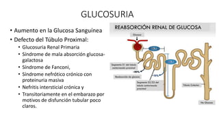 GLUCOSURIA
• Aumento en la Glucosa Sanguínea
• Defecto del Túbulo Proximal:
• Glucosuria Renal Primaria
• Síndrome de mala absorción glucosa-
galactosa
• Síndrome de Fanconi,
• Síndrome nefrótico crónico con
proteinuria masiva
• Nefritis intersticial crónica y
• Transitoriamente en el embarazo por
motivos de disfunción tubular poco
claros.
 