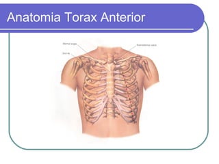 Anatomia Torax Anterior
 