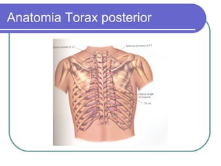 Anatomia Torax posterior
 