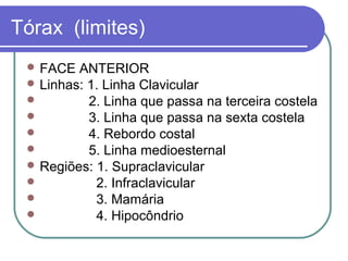 Tórax (limites)
 FACE ANTERIOR
 Linhas: 1. Linha Clavicular
 2. Linha que passa na terceira costela
 3. Linha que passa na sexta costela
 4. Rebordo costal
 5. Linha medioesternal
 Regiões: 1. Supraclavicular
 2. Infraclavicular
 3. Mamária
 4. Hipocôndrio
 