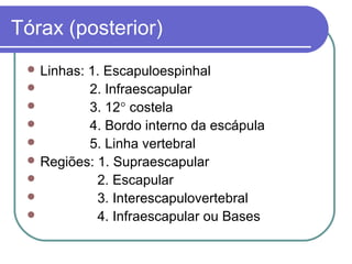 Tórax (posterior)
 Linhas: 1. Escapuloespinhal
 2. Infraescapular
 3. 12° costela
 4. Bordo interno da escápula
 5. Linha vertebral
 Regiões: 1. Supraescapular
 2. Escapular
 3. Interescapulovertebral
 4. Infraescapular ou Bases
 
