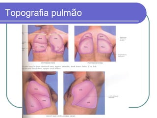 Topografia pulmão
 