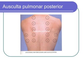 Ausculta pulmonar posterior
Ausculta pulmonar
 