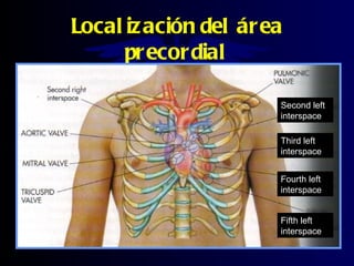 Second Interspace Semiologia sistema circulatorio | PPT