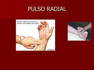 PULSO RADIAL
 