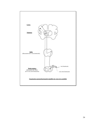 34
Cortex
Thalamus
Bulbe
(décussation de la voie lemniscale)
Moelle épinière
(décussation des fibres
de la voie extra-lemniscale)
voie lemniscale
voie extra-lemniscale
Organisation anatomofonctionnelle simplifiée des voies de la sensibilité
 