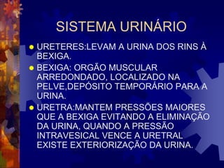 SISTEMA URINÁRIO
 URETERES:LEVAM A URINA DOS RINS À
  BEXIGA.
 BEXIGA: ORGÃO MUSCULAR
  ARREDONDADO, LOCALIZADO NA
  PELVE,DEPÓSITO TEMPORÁRIO PARA A
  URINA.
 URETRA:MANTEM PRESSÕES MAIORES
  QUE A BEXIGA EVITANDO A ELIMINAÇÃO
  DA URINA, QUANDO A PRESSÃO
  INTRAVESICAL VENCE A URETRAL
  EXISTE EXTERIORIZAÇÃO DA URINA.
 