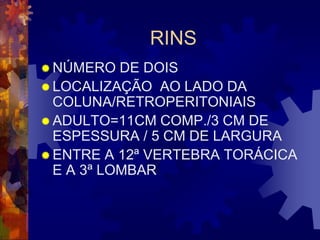 RINS
 NÚMERO   DE DOIS
 LOCALIZAÇÃO AO LADO DA
  COLUNA/RETROPERITONIAIS
 ADULTO=11CM COMP./3 CM DE
  ESPESSURA / 5 CM DE LARGURA
 ENTRE A 12ª VERTEBRA TORÁCICA
  E A 3ª LOMBAR
 