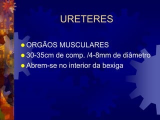 URETERES

 ORGÃOS   MUSCULARES
 30-35cm de comp. /4-8mm de diâmetro
 Abrem-se no interior da bexiga
 