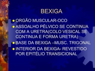 BEXIGA
 ORGÃO  MUSCULAR-OCO
 ASSOALHO PÉLVICO SE CONTINUA
  COM A URETRA(COLO VESICAL SE
  CONTINUA E FORMA URETRA)
 BASE DA BEXIGA –MUSC. TRIGONAL
 INTERIOR DA BEXIGA- REVESTIDO
  POR EPITÉLIO TRANSICIONAL
 