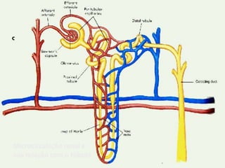 Microcirculação renal e
sua relação com o túbulo
 