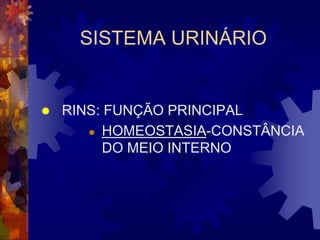 SISTEMA URINÁRIO


   RINS: FUNÇÃO PRINCIPAL
        HOMEOSTASIA-CONSTÂNCIA
          DO MEIO INTERNO
 