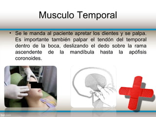 Musculo Temporal
• Se le manda al paciente apretar los dientes y se palpa.
  Es importante también palpar el tendón del temporal
  dentro de la boca, deslizando el dedo sobre la rama
  ascendente de la mandíbula hasta la apófisis
  coronoides.
 