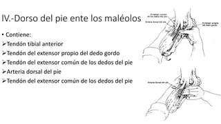 lV.-Dorso del pie ente los maléolos
• Contiene:
Tendón tibial anterior
Tendón del extensor propio del dedo gordo
Tendón del extensor común de los dedos del pie
Arteria dorsal del pie
Tendón del extensor común de los dedos del pie
 