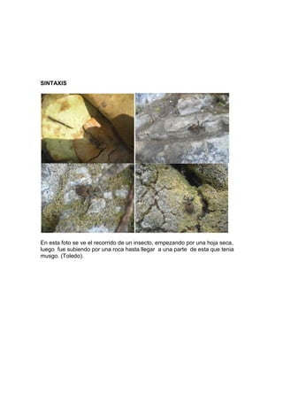 SINTAXIS




En esta foto se ve el recorrido de un insecto, empezando por una hoja seca,
luego fue subiendo por una roca hasta llegar a una parte de esta que tenia
musgo. (Toledo).
 