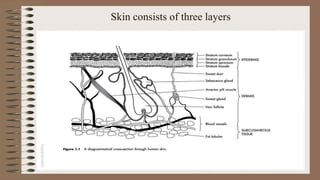 Skin consists of three layers
 