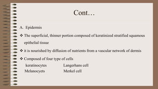 Cont…
A. Epidermis
 The superficial, thinner portion composed of keratinized stratified squamous
epithelial tissue
 it is nourished by diffusion of nutrients from a vascular network of dermis
 Composed of four type of cells
keratinocytes Langerhans cell
Melanocyets Merkel cell
 