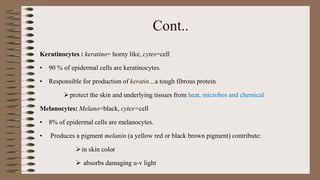 Cont..
Keratinocytes : keratino= horny like, cytes=cell
• 90 % of epidermal cells are keratinocytes.
• Responsible for production of keratin…a tough fibrous protein
protect the skin and underlying tissues from heat, microbes and chemical.
Melanocytes: Melano=black, cytes=cell
• 8% of epidermal cells are melanocytes.
• Produces a pigment melanin (a yellow red or black brown pigment) contribute:
in skin color
 absorbs damaging u-v light
 