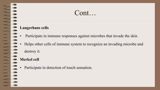 Cont…
Langerhans cells
• Participate in immune responses against microbes that invade the skin
• Helps other cells of immune system to recognize an invading microbe and
destroy it.
Merkel cell
• Participate in detection of touch sensation.
 