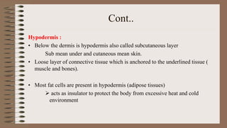 Cont..
Hypodermis :
• Below the dermis is hypodermis also called subcutaneous layer
Sub mean under and cutaneous mean skin.
• Loose layer of connective tissue which is anchored to the underlined tissue (
muscle and bones).
• Most fat cells are present in hypodermis (adipose tissues)
 acts as insulator to protect the body from excessive heat and cold
environment
 
