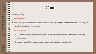 Cont..
Skin appendages
1.Sweat glands
 The sweat glands are coiled tubules in the dermis which open on to the skin surface; they can
be sub-divided in to two classes;
 Eccrine glands:
 The sweat glands which are involved in the regulation of body temperature by water
elimination.
 About two million eccrine sweat glands on the average human body.
 