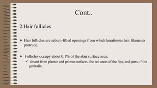 Cont..
2.Hair follicles
 Hair follicles are sebum-filled openings from which keratinous hair filaments
protrude.
 Follicles occupy about 0.1% of the skin surface area;
 absent from plantar and palmar surfaces, the red areas of the lips, and parts of the
genitalia.
 