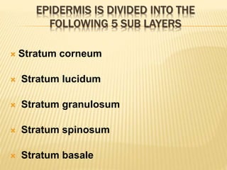 EPIDERMIS IS DIVIDED INTO THE
FOLLOWING 5 SUB LAYERS
 Stratum corneum
 Stratum lucidum
 Stratum granulosum
 Stratum spinosum
 Stratum basale
 