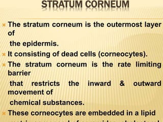 STRATUM CORNEUM
 The stratum corneum is the outermost layer
of
the epidermis.
 It consisting of dead cells (corneocytes).
 The stratum corneum is the rate limiting
barrier
that restricts the inward & outward
movement of
chemical substances.
 These corneocytes are embedded in a lipid
 