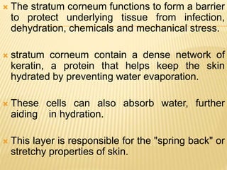  The stratum corneum functions to form a barrier
to protect underlying tissue from infection,
dehydration, chemicals and mechanical stress.
 stratum corneum contain a dense network of
keratin, a protein that helps keep the skin
hydrated by preventing water evaporation.
 These cells can also absorb water, further
aiding in hydration.
 This layer is responsible for the "spring back" or
stretchy properties of skin.
 