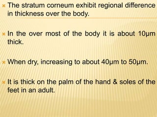  The stratum corneum exhibit regional difference
in thickness over the body.
 In the over most of the body it is about 10μm
thick.
 When dry, increasing to about 40μm to 50μm.
 It is thick on the palm of the hand & soles of the
feet in an adult.
 