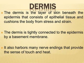 DERMIS
 The dermis is the layer of skin beneath the
epidermis that consists of epithelial tissue and
cushions the body from stress and strain.
 The dermis is tightly connected to the epidermis
by a basement membrane.
 It also harbors many nerve endings that provide
the sense of touch and heat.
 