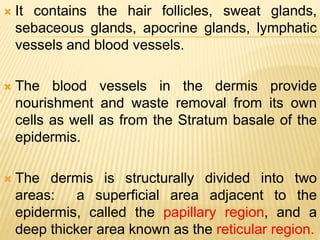  It contains the hair follicles, sweat glands,
sebaceous glands, apocrine glands, lymphatic
vessels and blood vessels.
 The blood vessels in the dermis provide
nourishment and waste removal from its own
cells as well as from the Stratum basale of the
epidermis.
 The dermis is structurally divided into two
areas: a superficial area adjacent to the
epidermis, called the papillary region, and a
deep thicker area known as the reticular region.
 