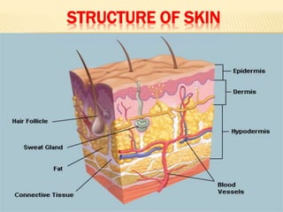 STRUCTURE OF SKIN
 