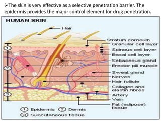 The skin is very effective as a selective penetration barrier. The
epidermis provides the major control element for drug penetration.
 