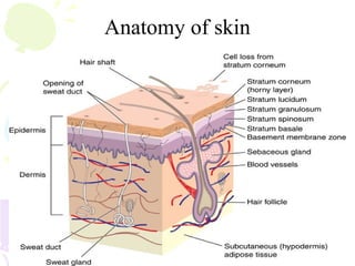 Anatomy of skin
 