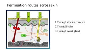 1.Through stratum corneum
2.Transfollicular
3.Through sweat gland
Permeation routes across skin
 