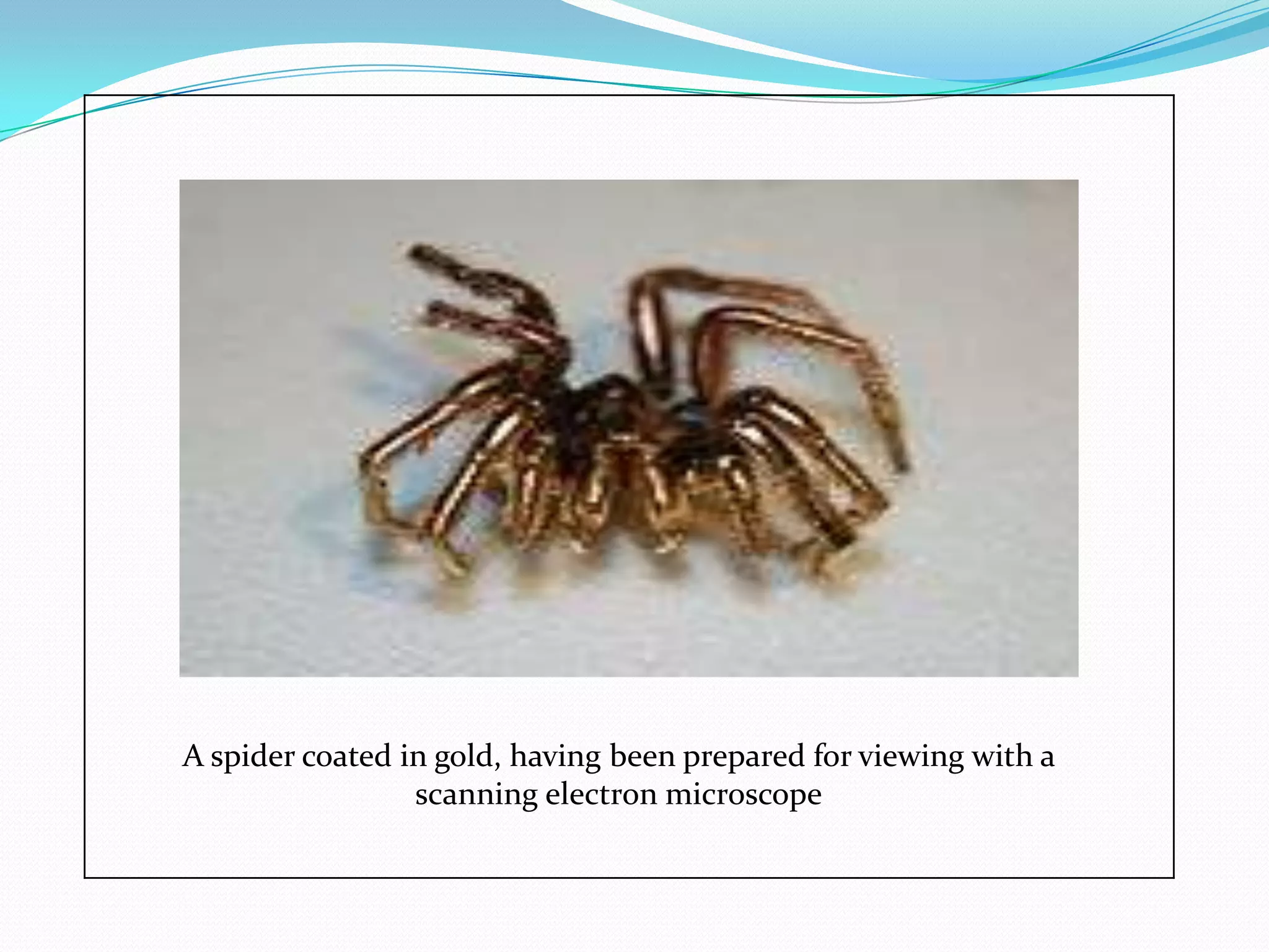 A spider coated in gold, having been prepared for viewing with a
                 scanning electron microscope
 