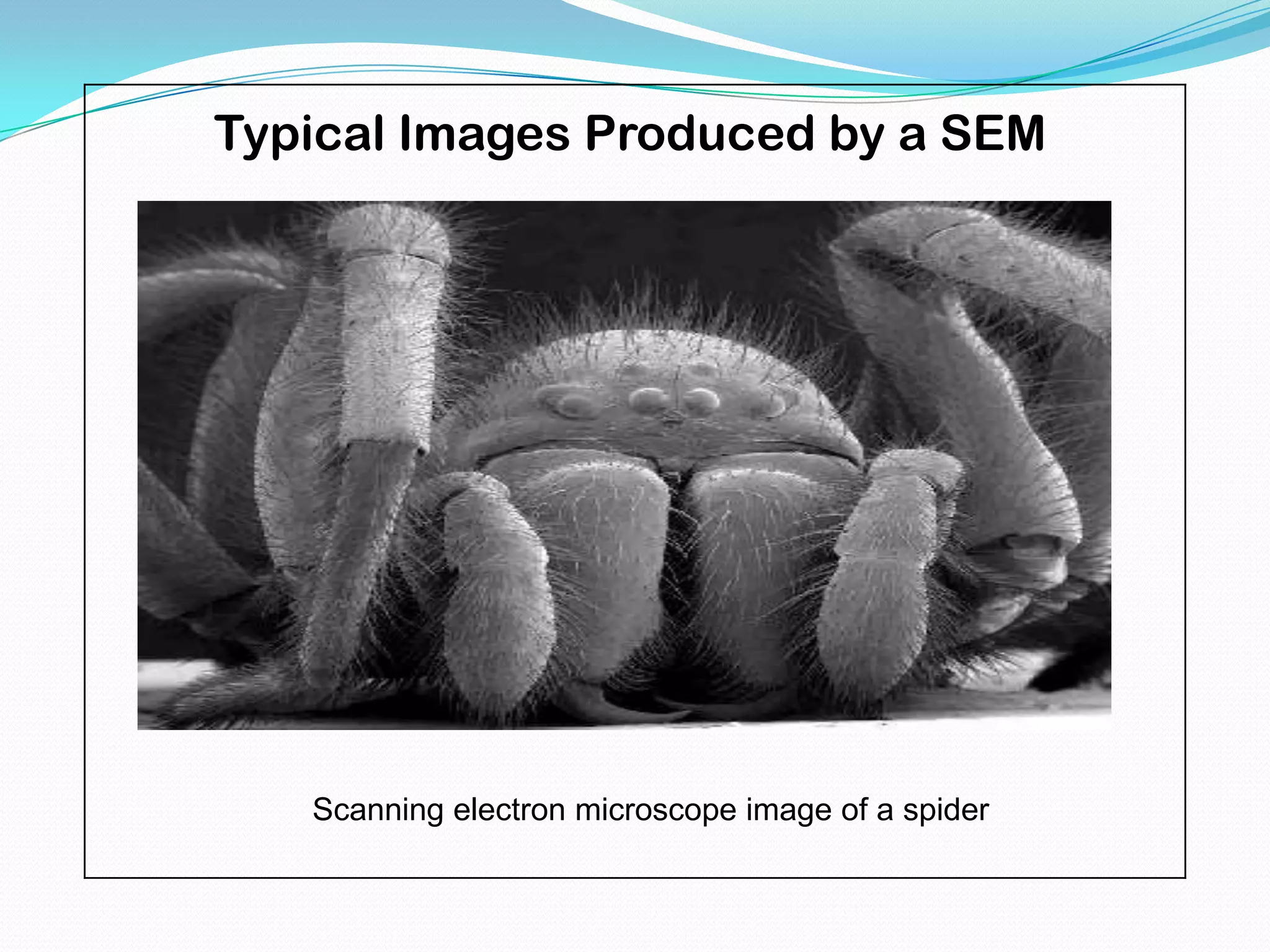 Typical Images Produced by a SEM




   Scanning electron microscope image of a spider
 