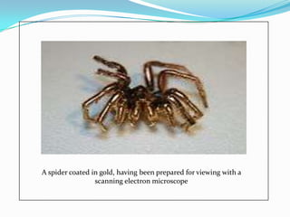 A spider coated in gold, having been prepared for viewing with a
                 scanning electron microscope
 