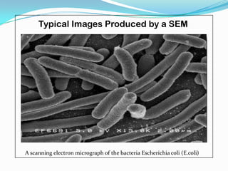 Typical Images Produced by a SEM




A scanning electron micrograph of the bacteria Escherichia coli (E.coli)
 