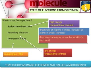 THAT IS HOW AN IMAGE IS FORMED AND CALLED A MICROGRAPH
TYPES OF ELECTRONS FROM SPECIMEN
What comes from specimen?
Backscattered electrons
Secondary electrons
Fluorescent X-rays
high energy
compositional contrast
low energy
topographic contrastcomposition - EDS
Brightness of regions in image increases as
atomic number increases
(less penetration gives more backscattered
electrons)
 