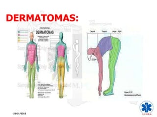 DERMATOMAS:
26/01/2015
 