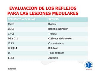 EVALUACION DE LOS REFLEJOS
PARA LAS LESIONES MEDULARES
26/01/2015
SEGMENTO A EVALUAR REFLEJO
C5 C6 Bicipital
C5 C6 Radial o supinador
C7 C8 Tricipital
D6 a D11 Cutáneos abdominales
L2 L3 Cremasteriano
L2 L3 L4 Rotuliano
L5 Tibial posterior
S1 S2 Aquiliano
 