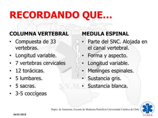 RECORDANDO QUE…
26/01/2015
COLUMNA VERTEBRAL
• Compuesta de 33
vertebras.
• Longitud variable.
• 7 vertebras cervicales
• 12 torácicas.
• 5 lumbares.
• 5 sacras.
• 3-5 coccígeas
MEDULA ESPINAL
• Parte del SNC. Alojada en
el canal vertebral.
• Forma y aspecto.
• Longitud variable.
• Meninges espinales.
• Sustancia gris.
• Sustancia blanca.
Depto. de Anatomía, Escuela de Medicina Pontificia Universidad Católica de Chile
 