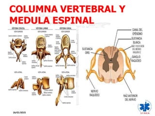 COLUMNA VERTEBRAL Y
MEDULA ESPINAL
26/01/2015
 