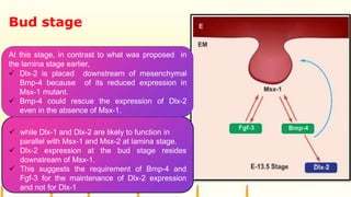 Bud stage
At this stage, in contrast to what was proposed in
the lamina stage earlier,
 Dlx-2 is placed downstream of mesenchymal
Bmp-4 because of its reduced expression in
Msx-1 mutant.
 Bmp-4 could rescue the expression of Dlx-2
even in the absence of Msx-1.
 while Dlx-1 and Dlx-2 are likely to function in
parallel with Msx-1 and Msx-2 at lamina stage.
 Dlx-2 expression at the bud stage resides
downstream of Msx-1.
 This suggests the requirement of Bmp-4 and
Fgf-3 for the maintenance of Dlx-2 expression
and not for Dlx-1
 