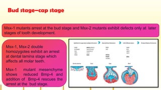 Bud stage–cap stage
Msx-1 mutants arrest at the bud stage and Msx-2 mutants exhibit defects only at later
stages of tooth development.
Msx-1, Msx-2 double
homozygotes exhibit an arrest
at dental lamina stage which
affects all molar teeth.
Msx-1 mutant mesenchyme
shows reduced Bmp-4 and
addition of Bmp-4 rescues the
arrest at the bud stage.
 