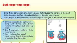 Bud stage–cap stage
with Bmp-2 and Bmp-4
throughout bud and cap
along
remains
stage.
 Bmp-4 expression shifts to dental
mesenchyme.
 Msx-1 mutants show loss of
 mesenchymal Bmp-4, down regulation
of epithelial Bmp-2 and Shh
Bmp-4 is a component of inductive signal that induces the transfer of the tooth
inductive potential from dental epithelium to dental mesenchyme.
Also Bmp-4 is known to induce morphological changes in the dental mesenchyme
 Shh is expressed in the epithelium
 