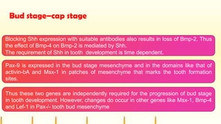 Bud stage–cap stage
Blocking Shh expression with suitable antibodies also results in loss of Bmp-2. Thus
the effect of Bmp-4 on Bmp-2 is mediated by Shh.
The requirement of Shh in tooth development is time dependent.
Pax-9 is expressed in the bud stage mesenchyme and in the domains like that of
activin-bA and Msx-1 in patches of mesenchyme that marks the tooth formation
sites.
Thus these two genes are independently required for the progression of bud stage
in tooth development. However, changes do occur in other genes like Msx-1, Bmp-4
and Lef-1 in Pax-/- tooth bud mesenchyme
 