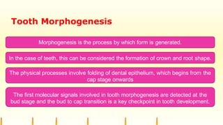 Tooth Morphogenesis
Morphogenesis is the process by which form is generated.
In the case of teeth, this can be considered the formation of crown and root shape.
The physical processes involve folding of dental epithelium, which begins from the
cap stage onwards
The first molecular signals involved in tooth morphogenesis are detected at the
bud stage and the bud to cap transition is a key checkpoint in tooth development.
 